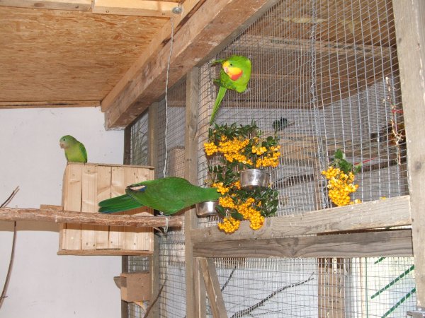papagaj-hany